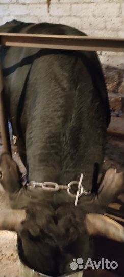 Бычки на мясо