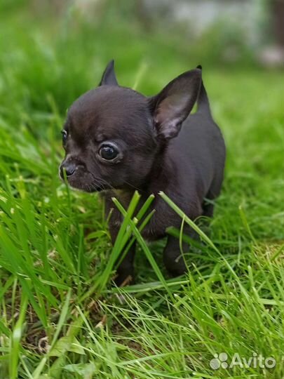 Мини детки чихуахуа