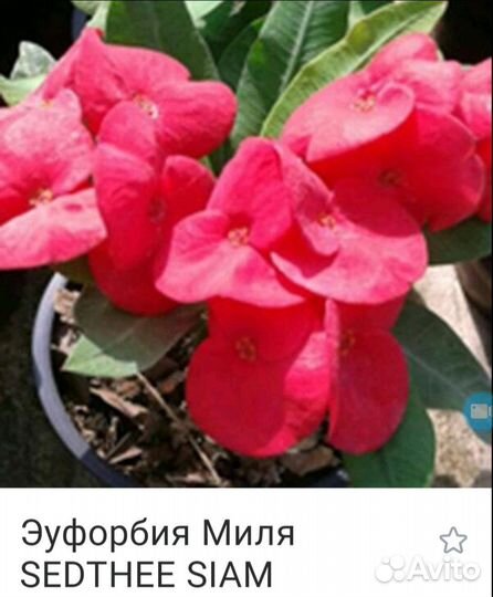 Эуфорбия миля