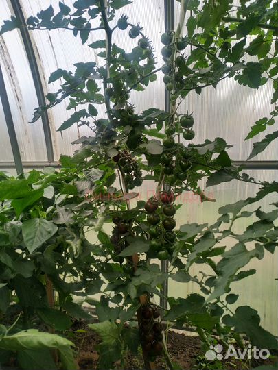 Семена томата Кумато Куро Суджи сорт