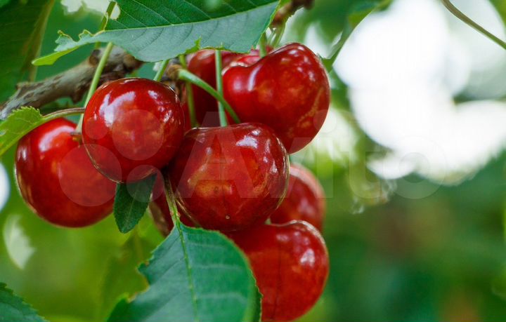 Дом 230 м² на участке 10 сот.