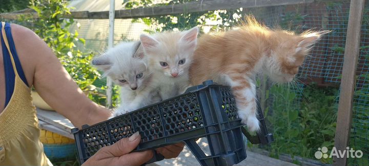 Кошка в дар бесплатно