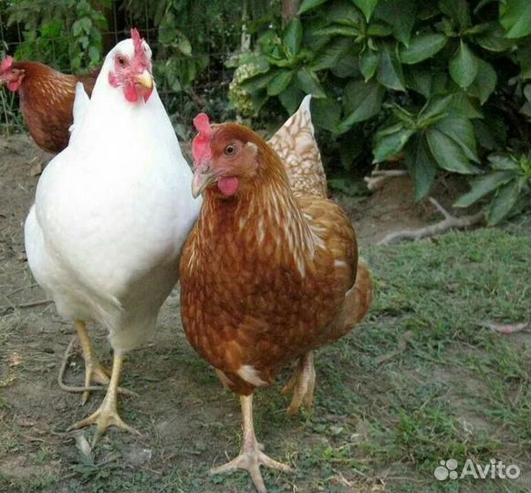 Курицы несушки 9-10 месяцев