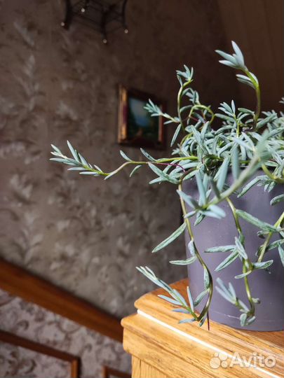 Сенецео Крестовник халианус