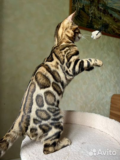 Бенгальская кошечка