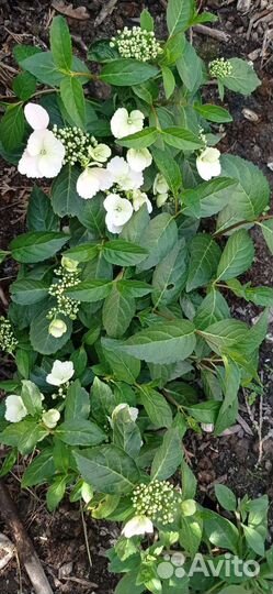 Гортензия сбежавшая невеста и пильчатая