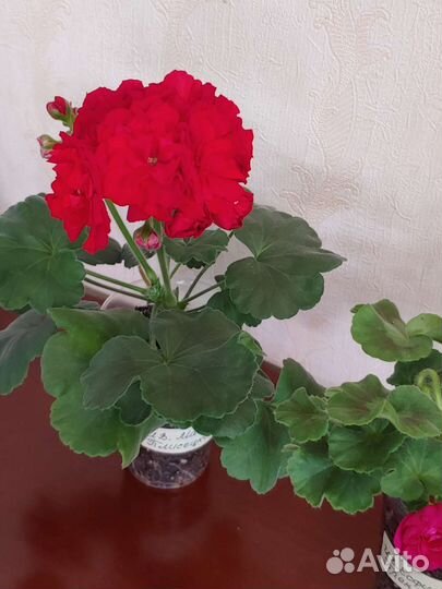 Пеларгонии сортовые ив-Есфирь Прекрасная и другие
