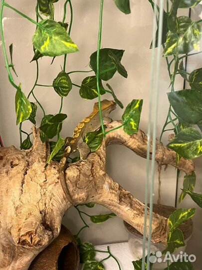 Бананоед и террариум