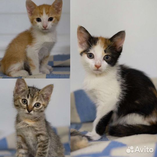 Котята