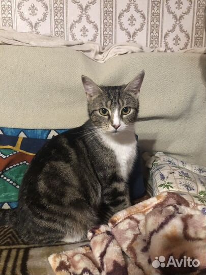 Кошки