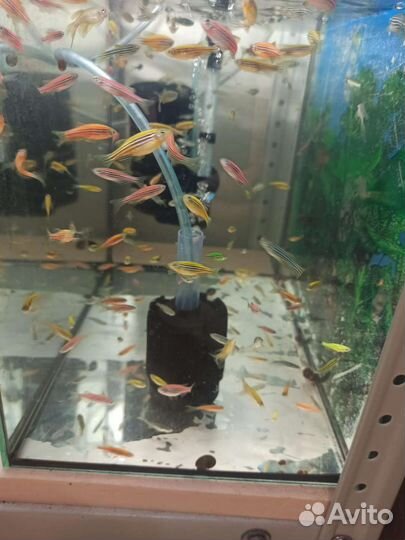 Аквариумные рыбки данио цветные