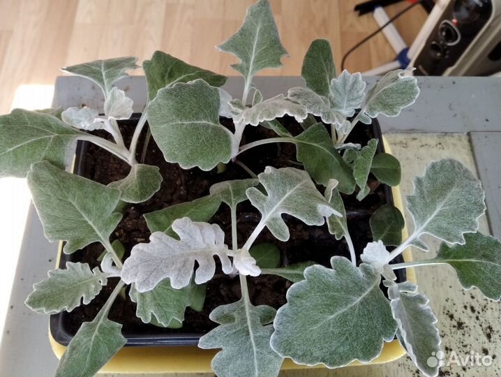 Цинерария рассада, лаванда