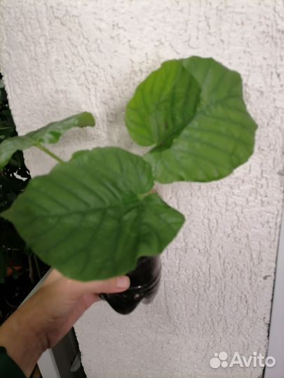 Фикусы разные