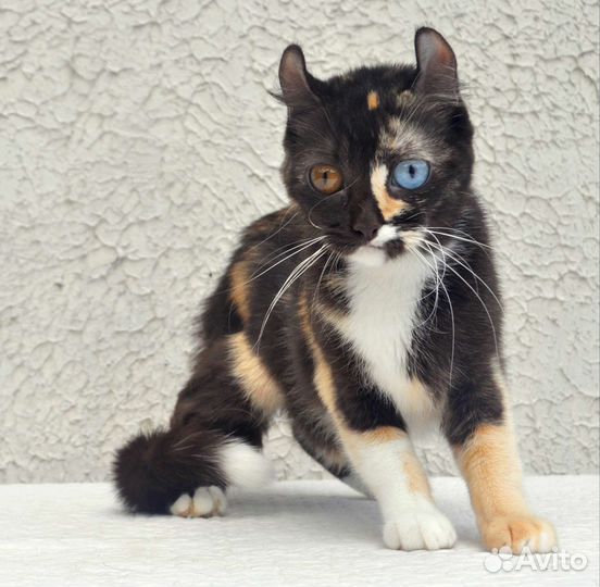 Эльф F1 разноглазая