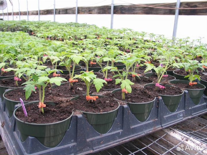 Рассада на заказ