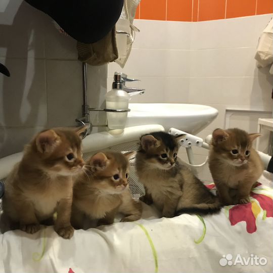 Сомалийские лисички