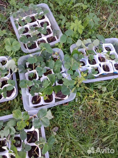 Клубника садовая