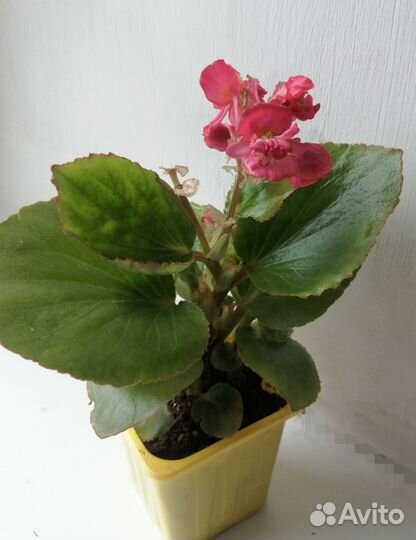Бегония вечноцветущая