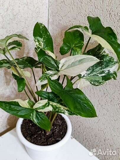 Сингониум Серый призрак и др