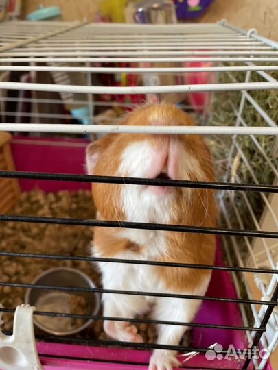 Морская свинка