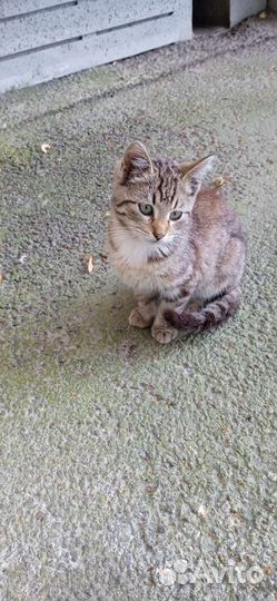 Симпатяга котёнок