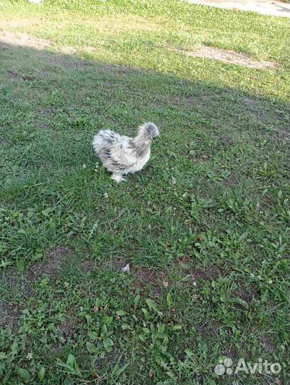 Петушки китайские шёлковые