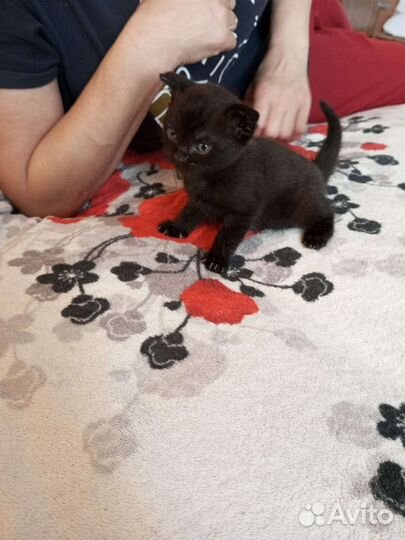 Британские вислоухие котята