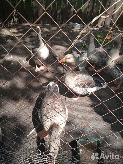Продам семью гусей