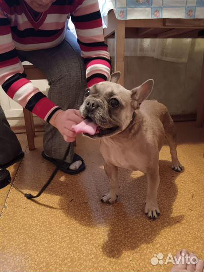 Кобнль 3 года в дар