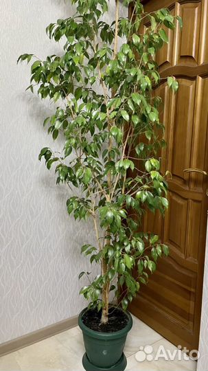 Фикус Бенджамина 2 метра