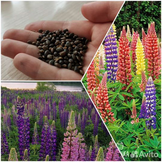 Семена люпина