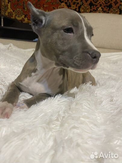 Тигровая девочка амстаффа