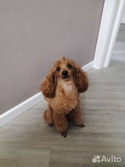 Продам щенков