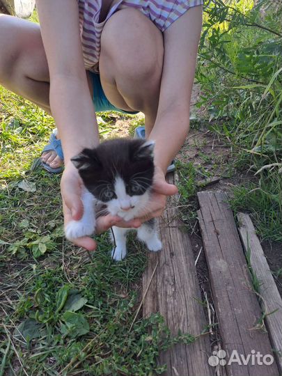 Котёнок в дар