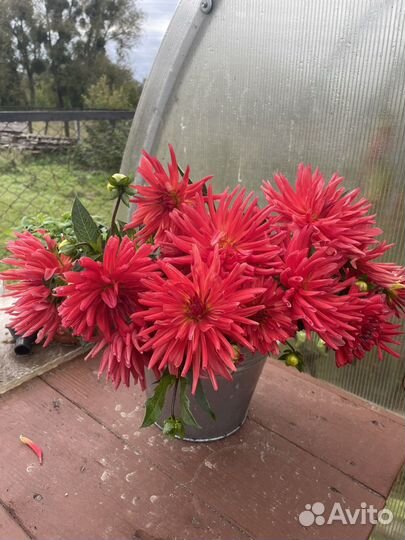 Клубни георгин