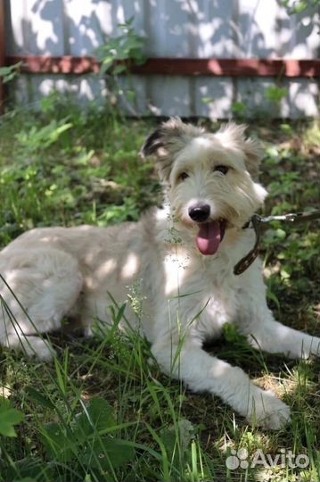 Собака в добрые руки