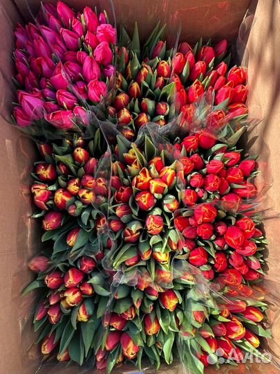 Тюльпаны к 8 марта опт/розница/организации