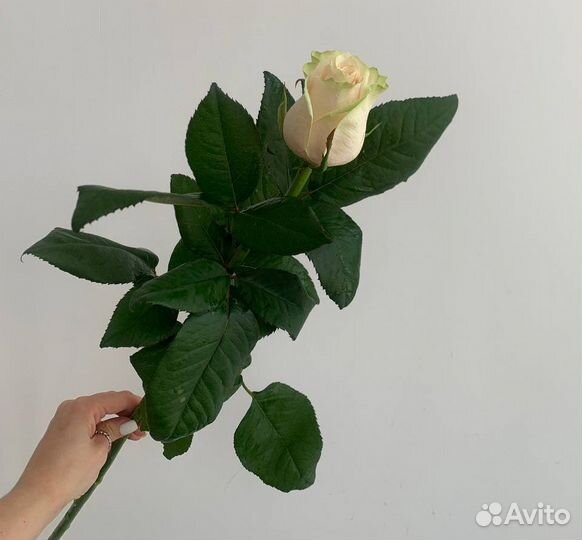 Доставка цветов