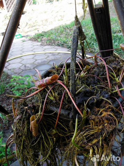 Нимфея Розовая-махровая / Бело-розовая - Июль