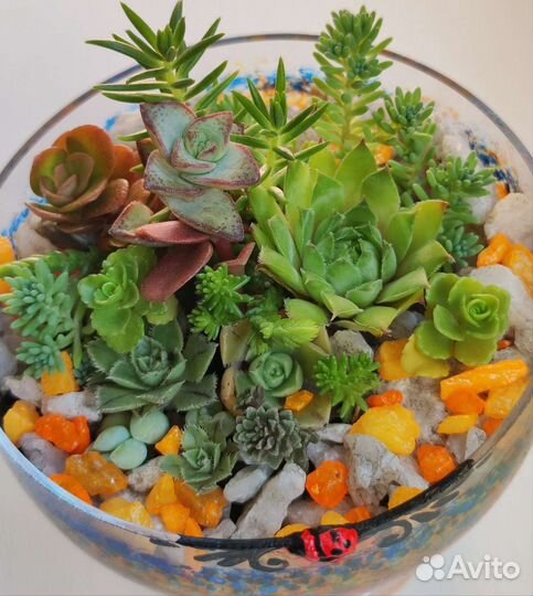 Суккуленты,много, наборы, флорариумы цветущие
