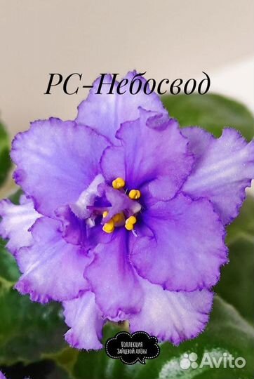 Сортовые фиалки