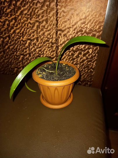 Гиппеаструм