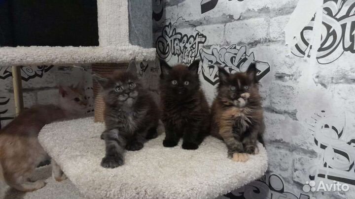 Котята мейн-кун