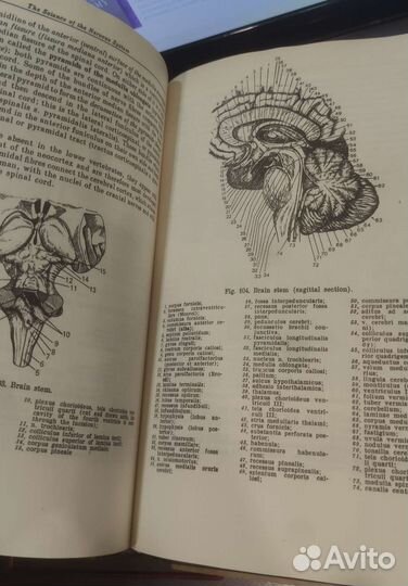 Human anatomy vol2, анатомия человека часть 2