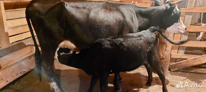 Корова, тёлочки