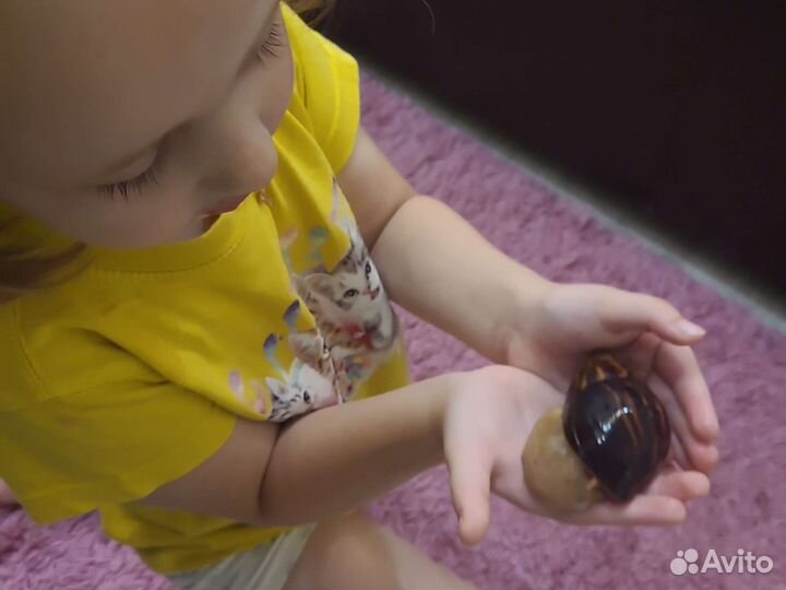 Улитки ахатины