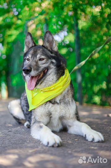 Собака Гром из приюта ищет семью