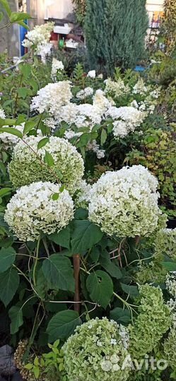 Саженцы, кустарники, многолетние цветы