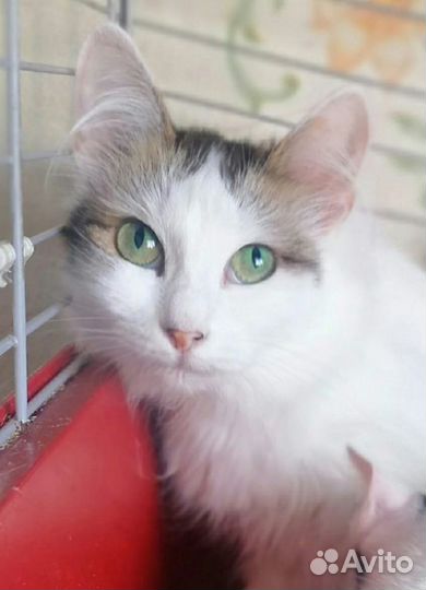 Кошка Муся ищет дом