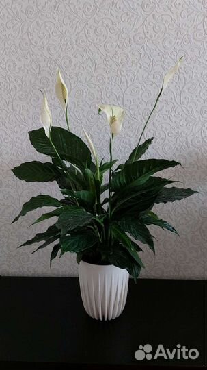 Спатифиллумы в ассортименте